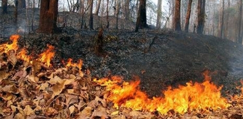Дорнод аймагт хээрийн түймэр гарч, 320 га талбай газар шатжээ