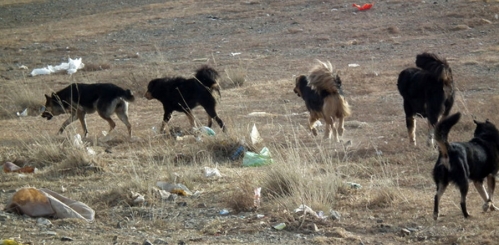 Сүргээрээ ууланд бүгж, зээр, тарвага барьдаг 157 золбин нохойг устгалаа