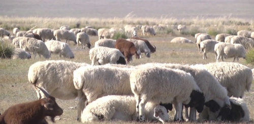 Эр хонины үнэ Улаанбаатар хотод ₮300 мянга, Хөвсгөл аймагт ₮175 мянга байна