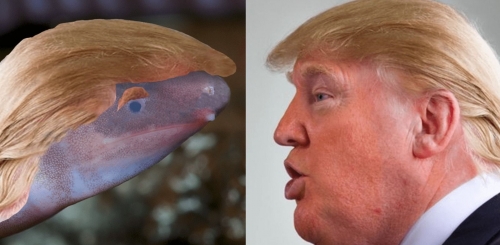 Шинжлэх ухаанд шинээр нээгдсэн хоёр нутагтан амьтанд Дональд Трампын нэрийг өгчээ