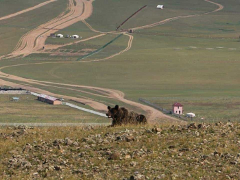 "Хандгайт, Улиастайн Шарын аманд баавгайн мөр илэрсэн тул ойд зорчихгүй байхыг зөвлөж байна"